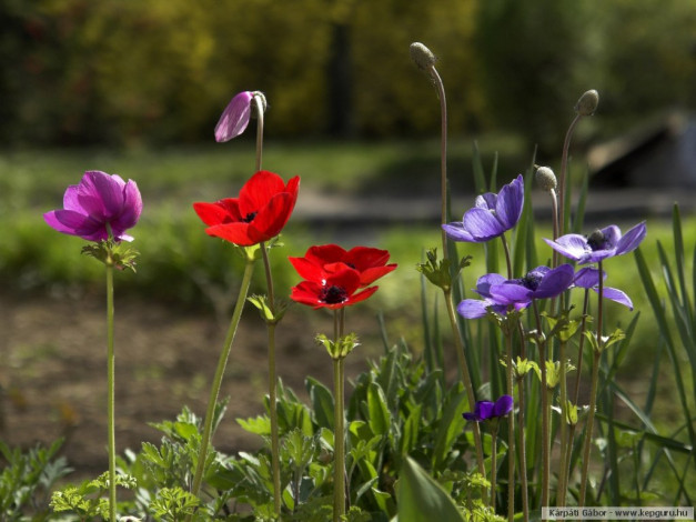 Обои картинки фото цветы, анемоны, адонисы