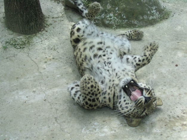 Обои картинки фото животные, леопарды