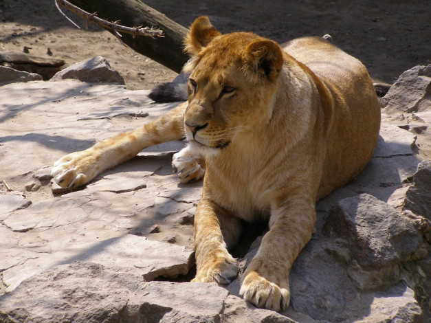 Обои картинки фото животные, львы
