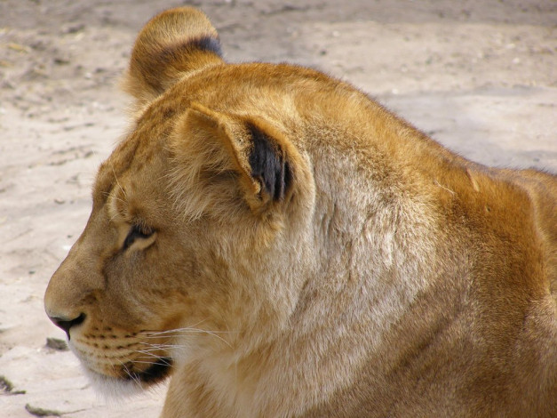 Обои картинки фото животные, львы