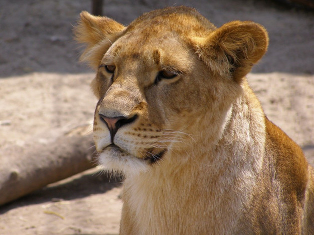 Обои картинки фото животные, львы