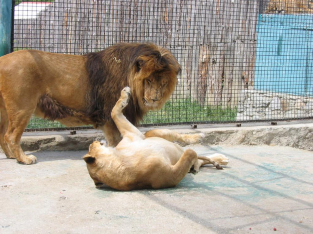 Обои картинки фото животные, львы