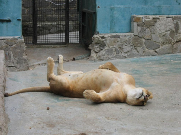 Обои картинки фото животные, львы