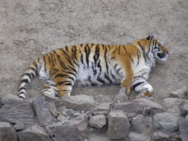 Обои картинки фото животные, тигры