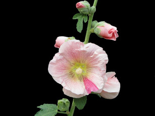 Картинка цветы мальвы