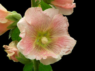 Картинка цветы мальвы