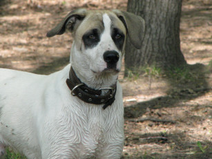 Картинка животные собаки