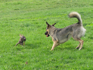 Картинка животные собаки