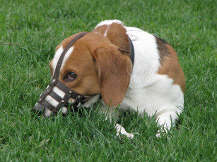 Картинка животные собаки