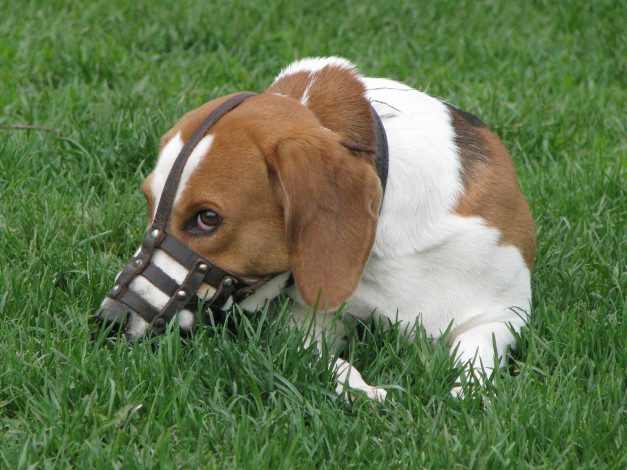 Обои картинки фото животные, собаки