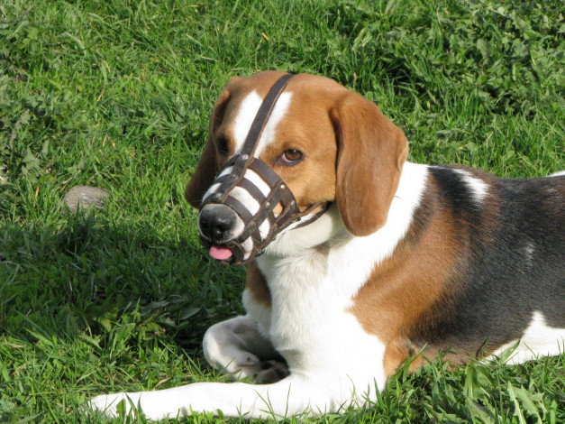 Обои картинки фото животные, собаки