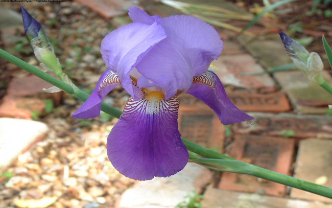 Обои картинки фото цветы, ирисы