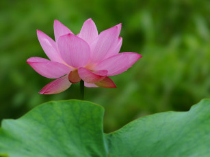 Картинка цветы лотосы