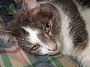 Картинка животные коты мечтатель