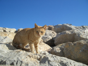 Картинка животные коты рыжий кот