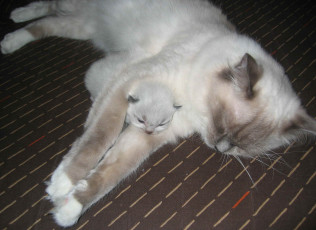 Картинка животные коты котенок кошка