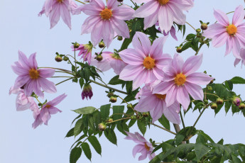 Картинка цветы георгины небо листья