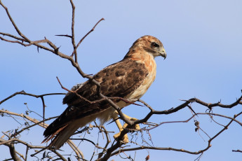 Картинка животные птицы хищники взгляд ветки