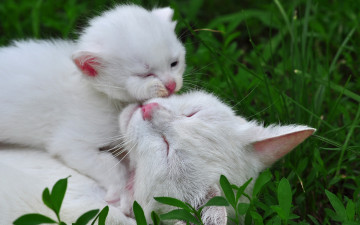 Картинка животные коты сон