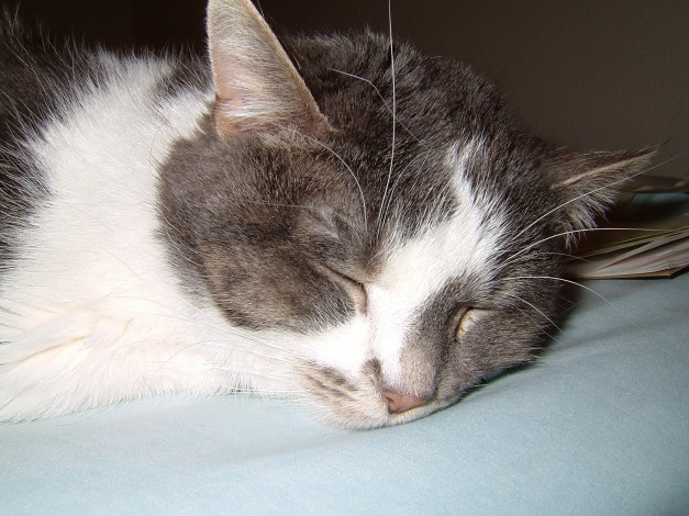 Обои картинки фото животные, коты, отдых
