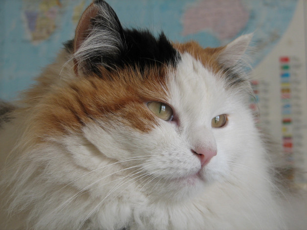 Обои картинки фото животные, коты, взгляд