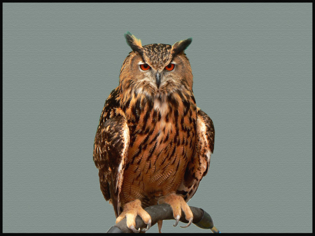 Обои картинки фото животные, совы, взгляд