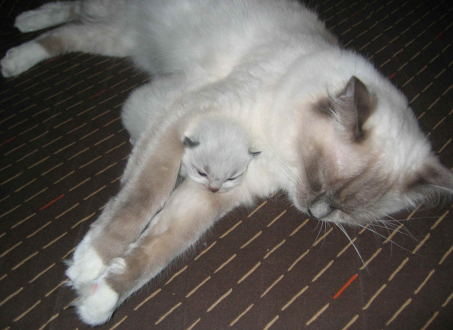 Обои картинки фото животные, коты, котенок, кошка