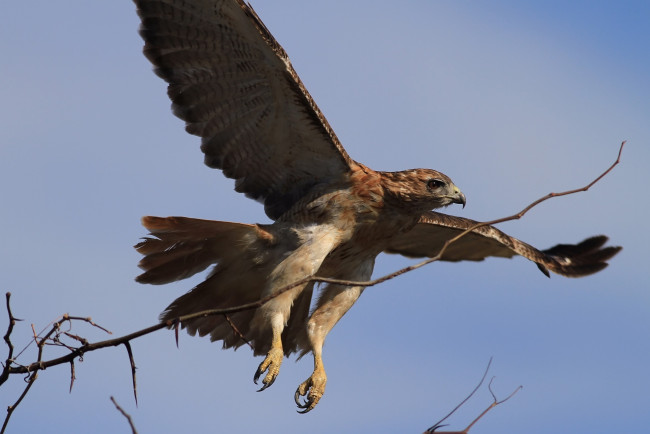 Обои картинки фото животные, птицы, хищники, ветка, полёт