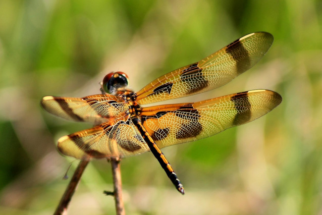 Обои картинки фото животные, стрекозы, прозрачный, крылья