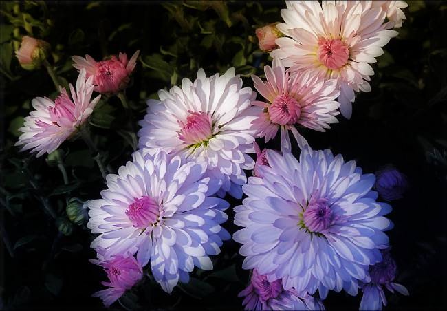 Обои картинки фото цветы, хризантемы, фон, тёмный