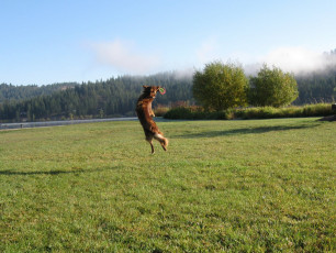 Картинка животные собаки собака луг