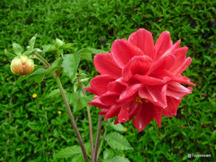 Картинка цветы георгины