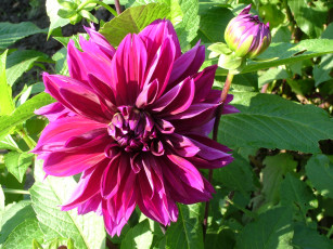 Картинка цветы георгины