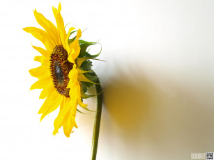 Картинка цветы подсолнухи подсолнух