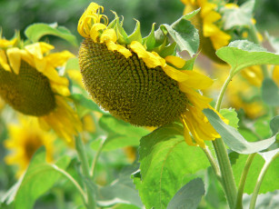 Картинка цветы подсолнухи подсолнух