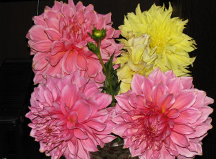 Картинка цветы георгины