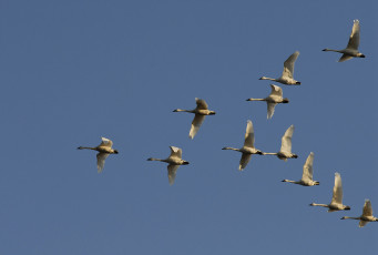 Картинка животные лебеди гуси