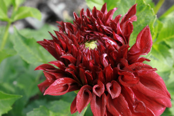 Картинка цветы георгины