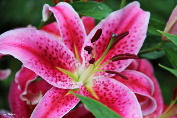 обоя цветы, лилии, лилейники, капли, макро