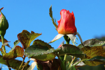 Картинка цветы розы бутоны