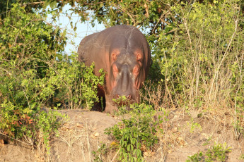 Картинка животные бегемоты бегемот кусты