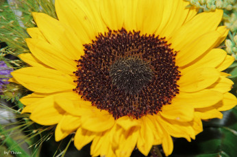 Картинка цветы подсолнухи желтый