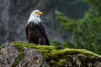 Картинка животные птицы хищники белоголовый орлан