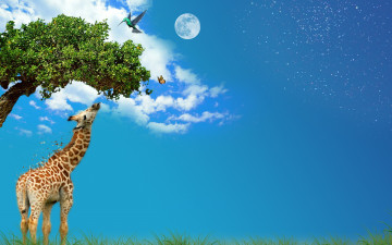 Картинка разное компьютерный дизайн колибри бабочка жираф дерево