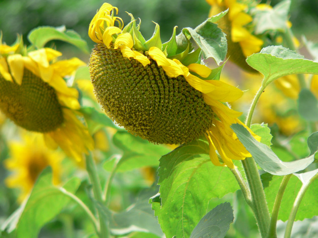 Обои картинки фото цветы, подсолнухи, подсолнух