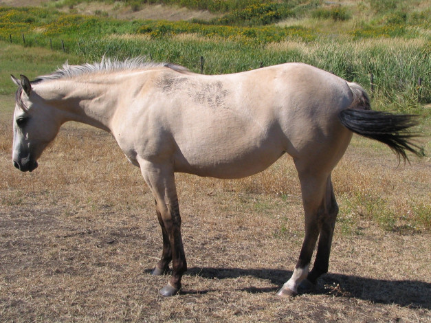 Обои картинки фото животные, лошади, лошадь