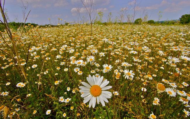 Обои картинки фото цветы, ромашки, поле