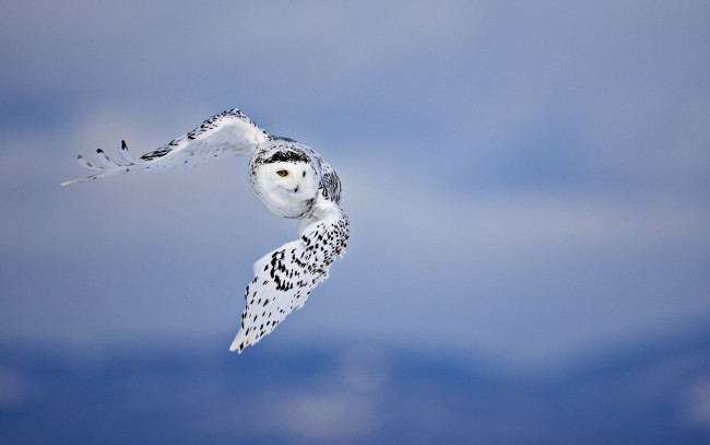 Обои картинки фото животные, совы, сова