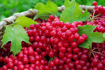 обоя еда, калина