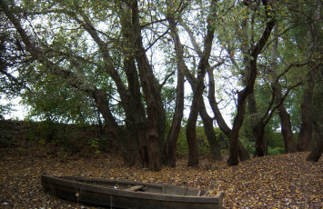 Картинка природа деревья пейзаж